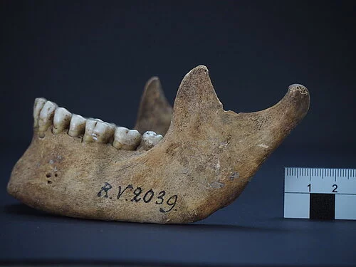 Jaw bone with teeth