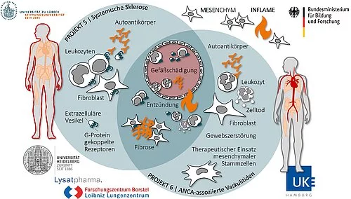 Graphical abstract of the MESINFLAME projects in Lübeck