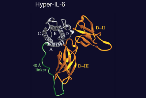 Strukturdarstellung des künstlichen Moleküls Hyper-IL-6
