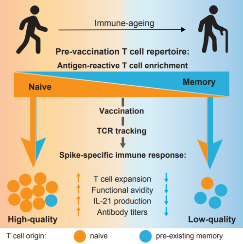 Spike-specific T cell repertoire determines the quality of the vaccine response
