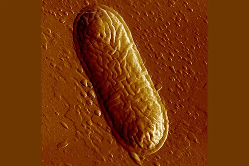 Microscopic image bacterium