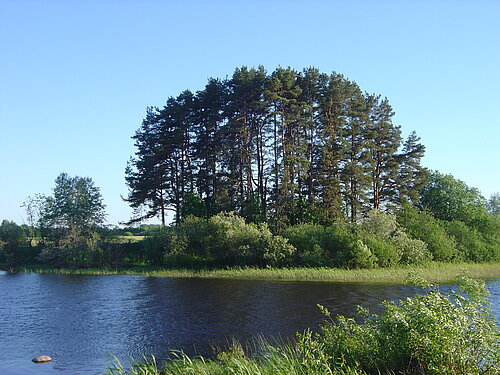 Flussufer mit Baum
