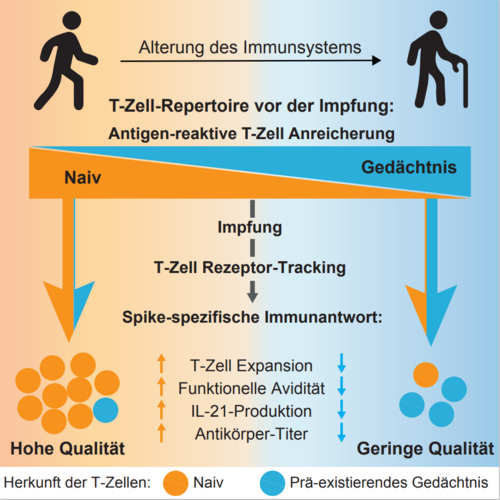 Spike-spezifische T-Zell-Repertoire und Qualität der Impfantwort